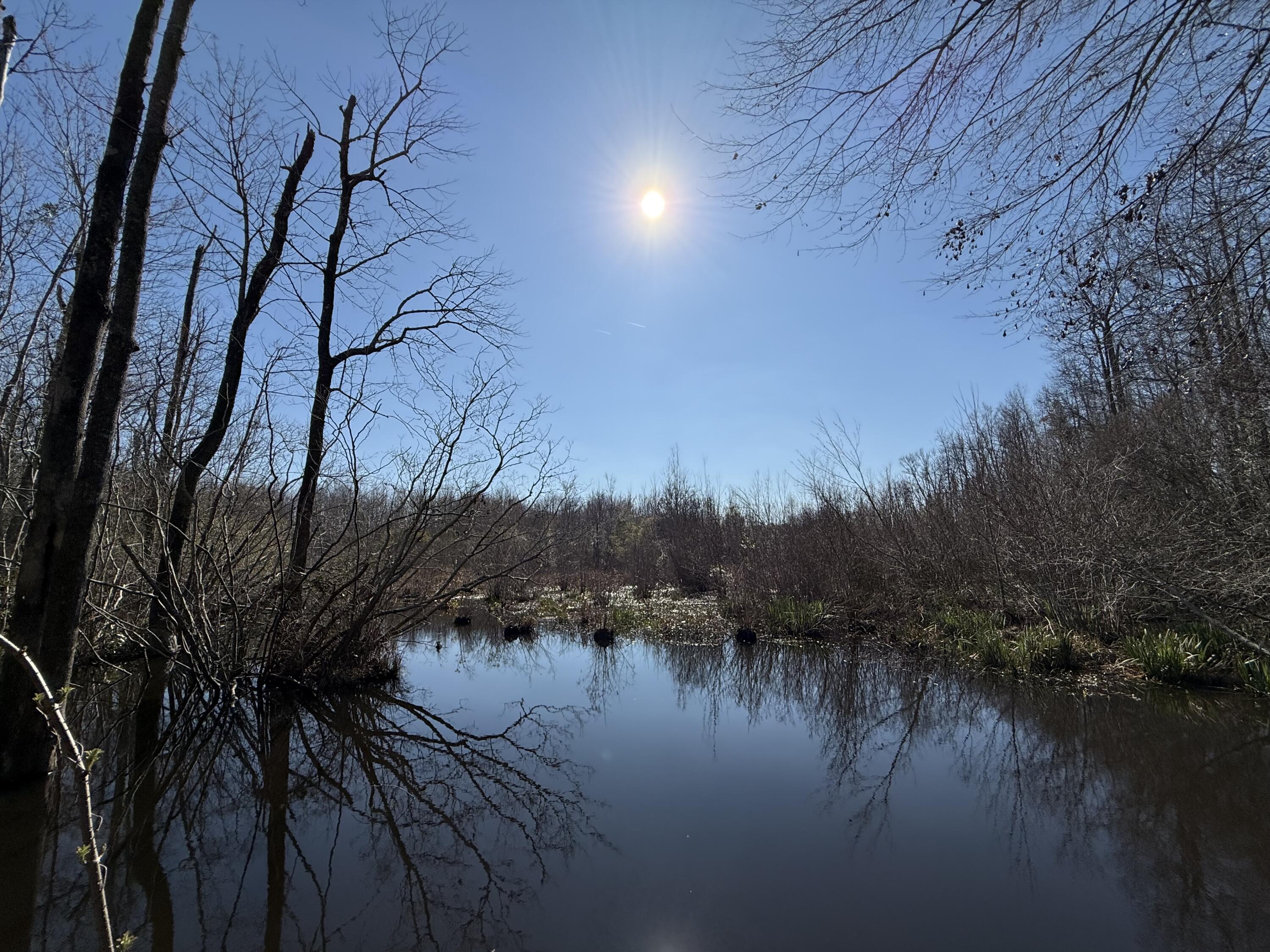 0 Healing Springs Road Blackville, SC 29817 - Photo 3 of 25 IMG_0413