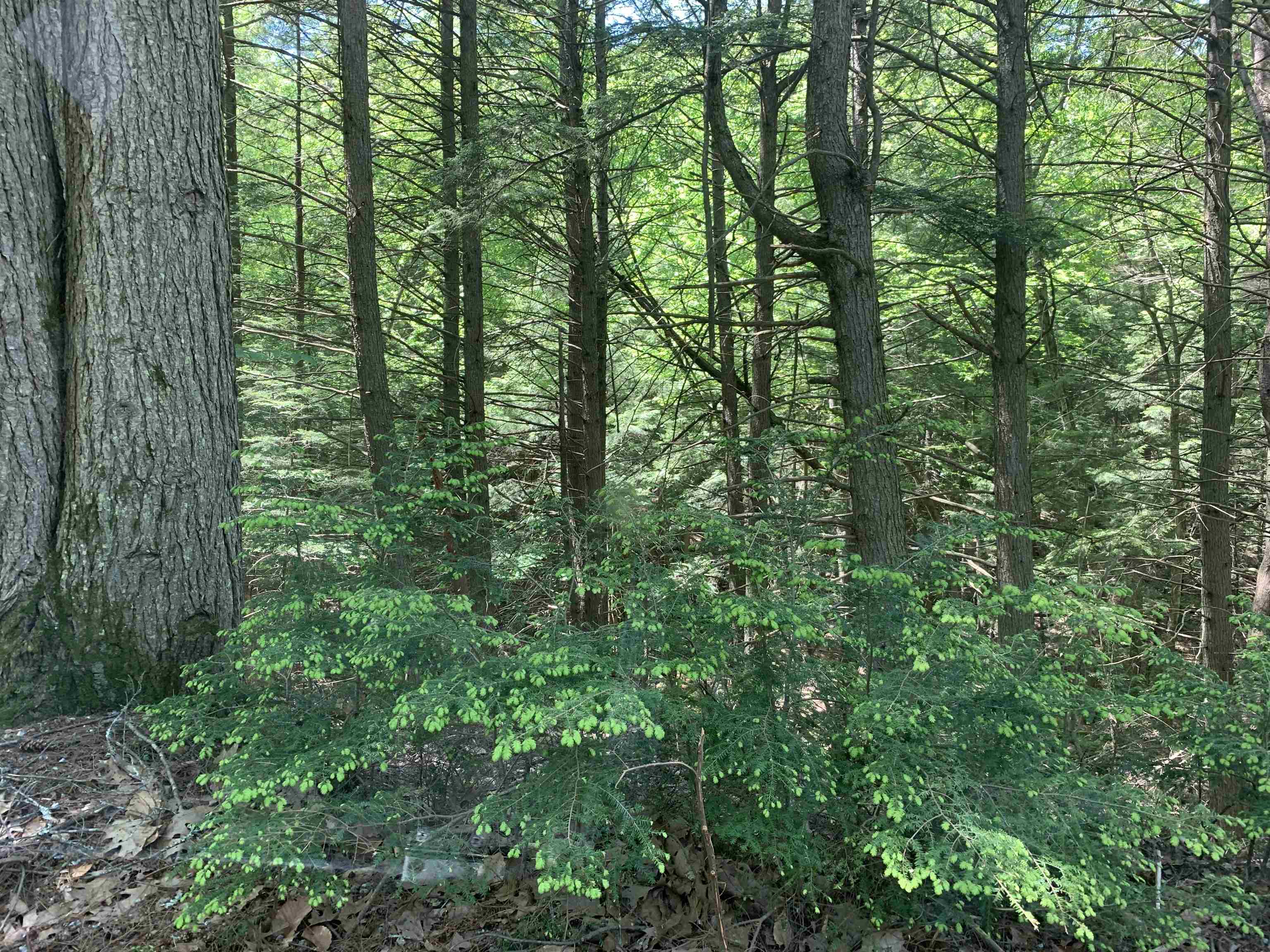 484 Cooledge Road Hillsborough, NH 03244 - Photo 29 of 34 Gallery Image 29
