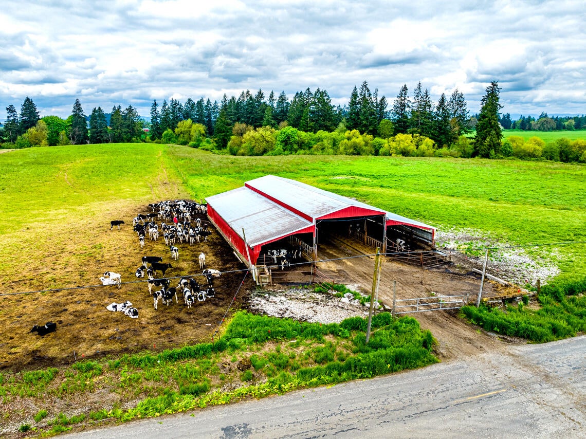 10101 Southeast Webfoot Road Dayton, OR 97114 - Photo 14 of 32 10101 SE Webfoot Rd Drone MLS 7