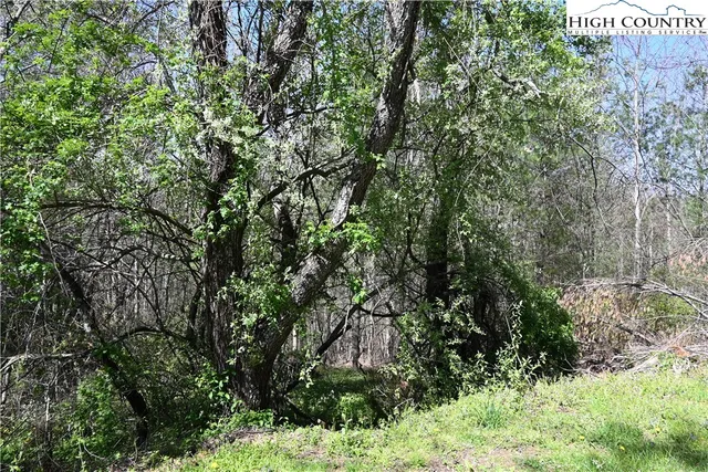 a view of a tree with a tree