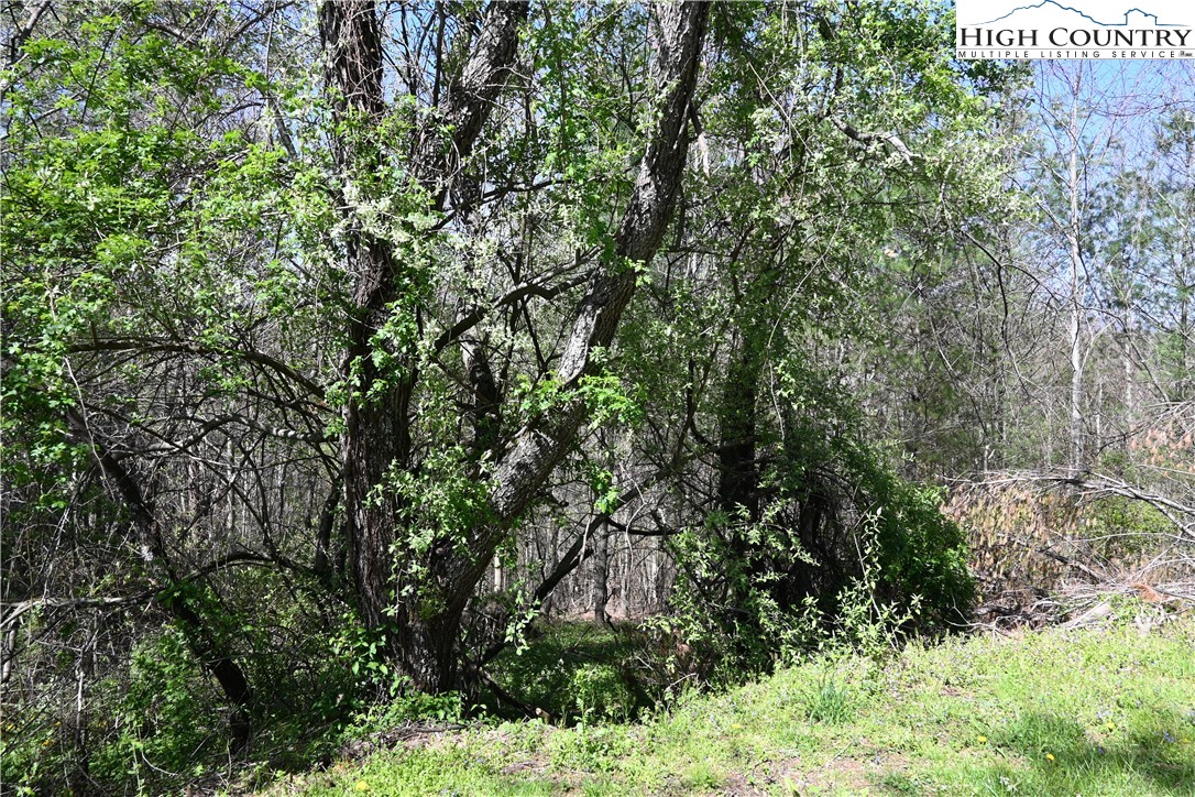15 A River Bend Hills Road Crumpler, NC 28617 - Photo 2 of 9 a view of a tree with a tree