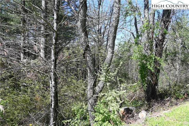 a view of a yard with plants and trees