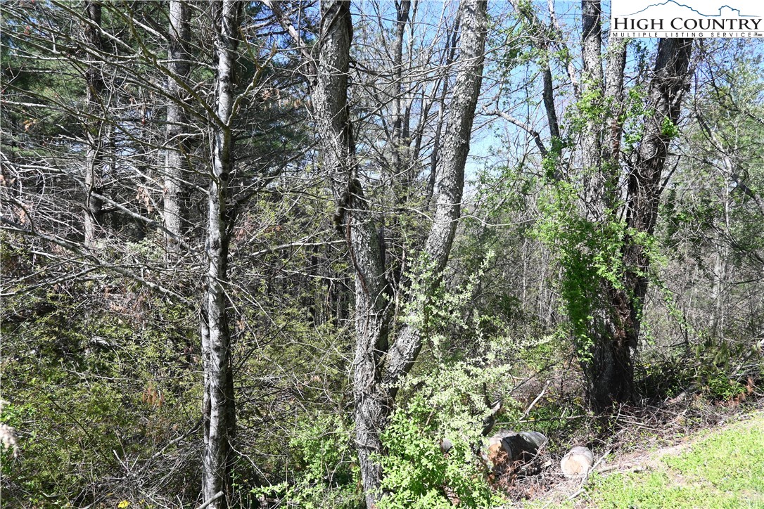 15 A River Bend Hills Road Crumpler, NC 28617 - Photo 4 of 9 a view of a yard with plants and trees
