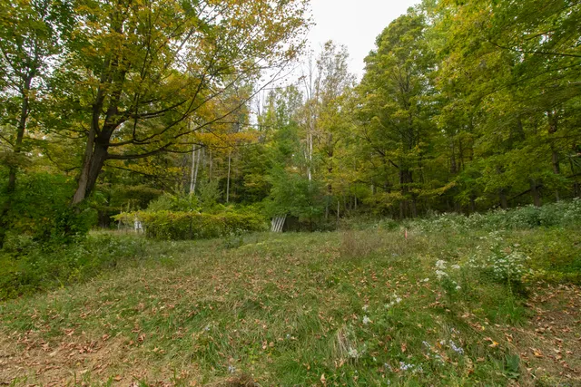 a view of a green field with lots of bushes