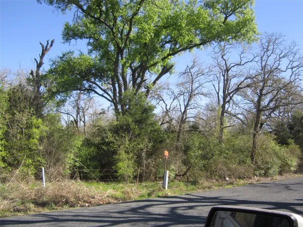 a view of a yard with plants and trees