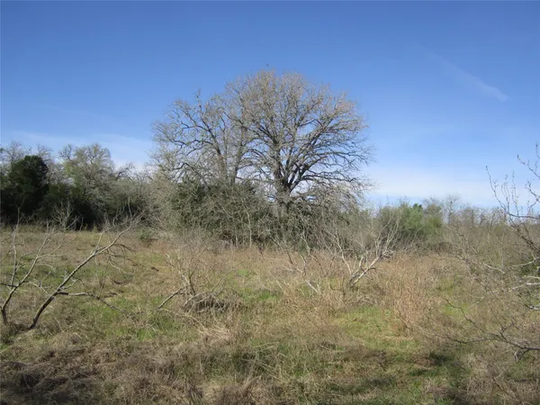 a view of a dry yard with trees