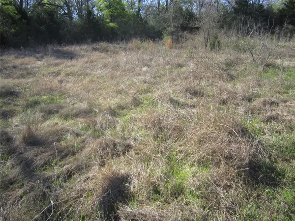 a view of a dry yard with trees