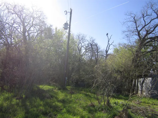 a view of a forest with a tree in the background