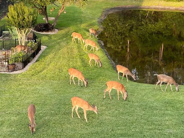 $795,000 | 13106 Royal George Avenue, Odessa, FL 33556