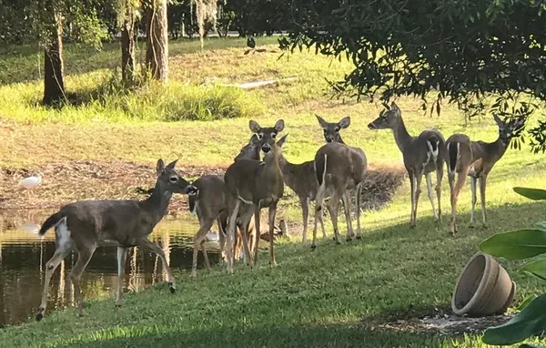 $795,000 | 13106 Royal George Avenue, Odessa, FL 33556