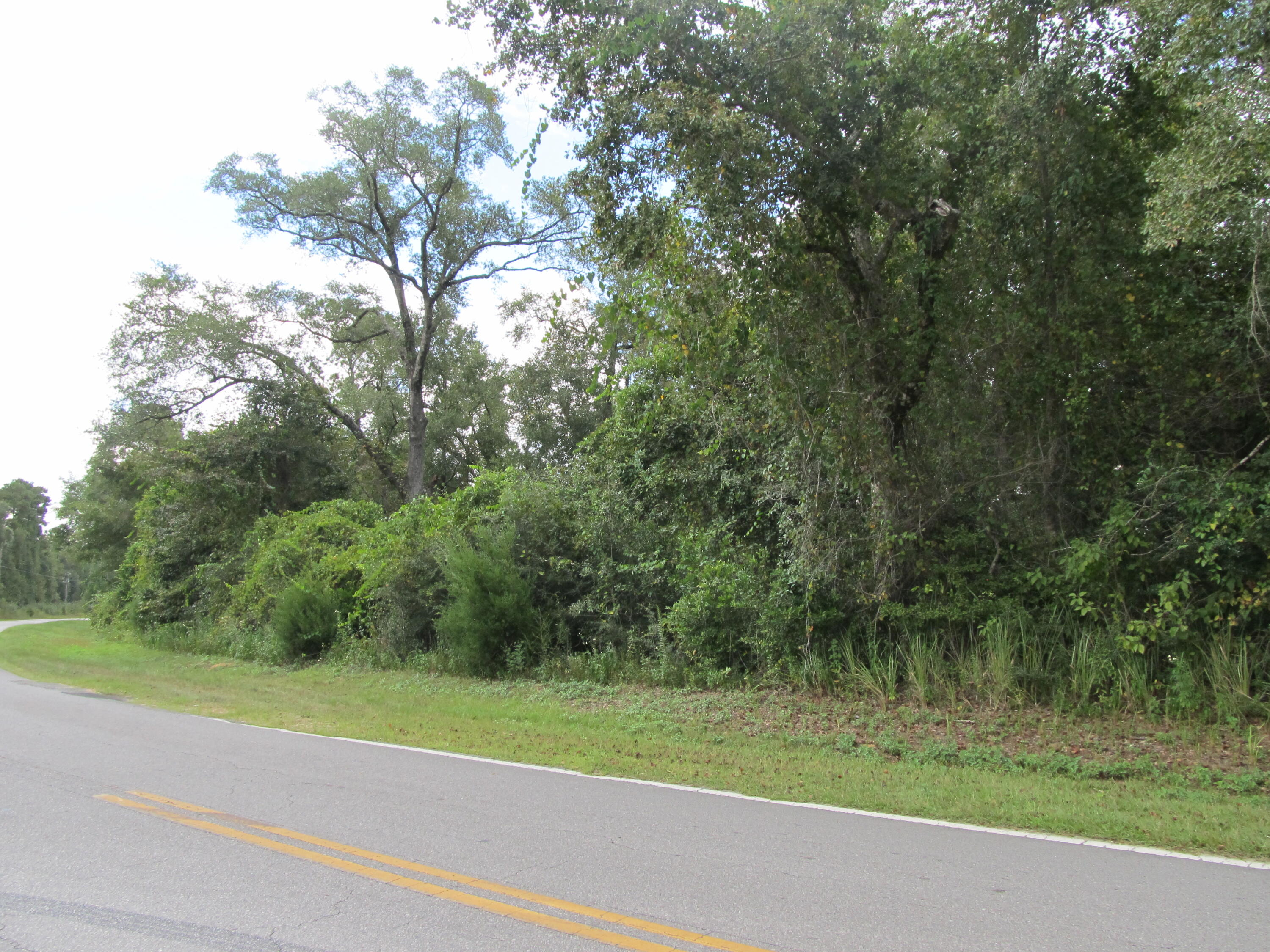 51-acres Richardson Road Crestview, FL 32539 - Photo 1 of 4 a view of a yard with a plants and large trees