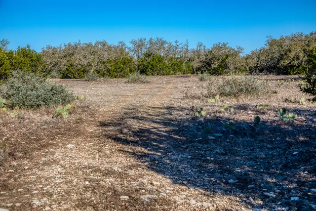 a view of a forest with trees in the background