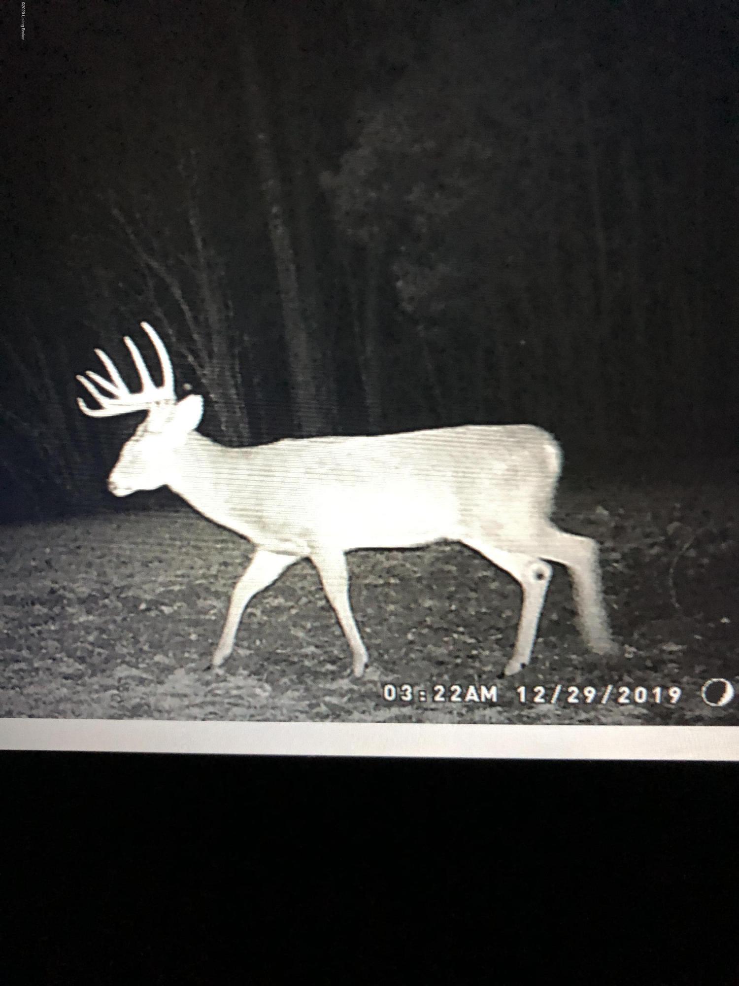 1650 Greens Chapel Road Bloomfield, KY 40008 - Photo 34 of 34 Deer 8