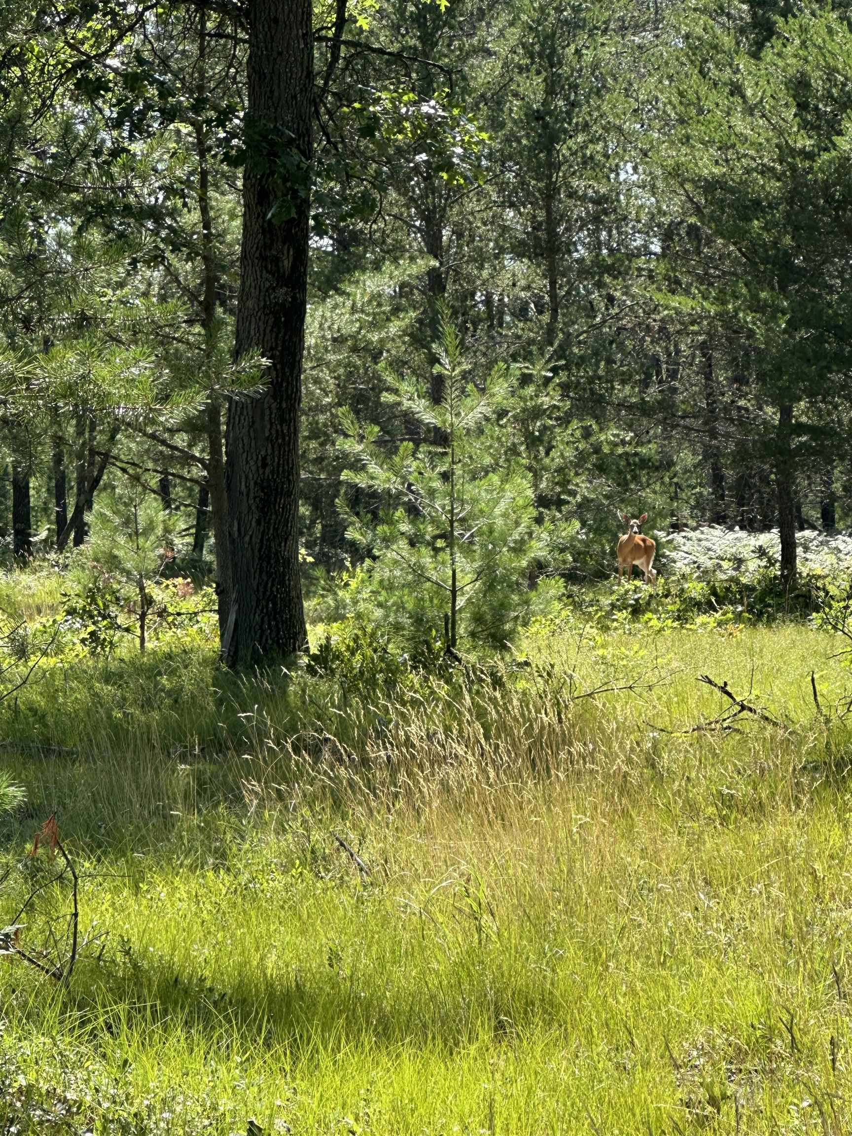 2095 Vaughn Road National City, MI 48748 - Photo 1 of 24 1948372-6fbec94b-aea5-4ea9-9ca7-16460c482817.JPG