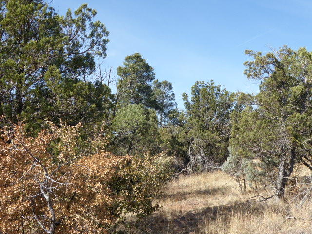 155 Mail Trail Road Young, AZ 85554 - Photo 5 of 6