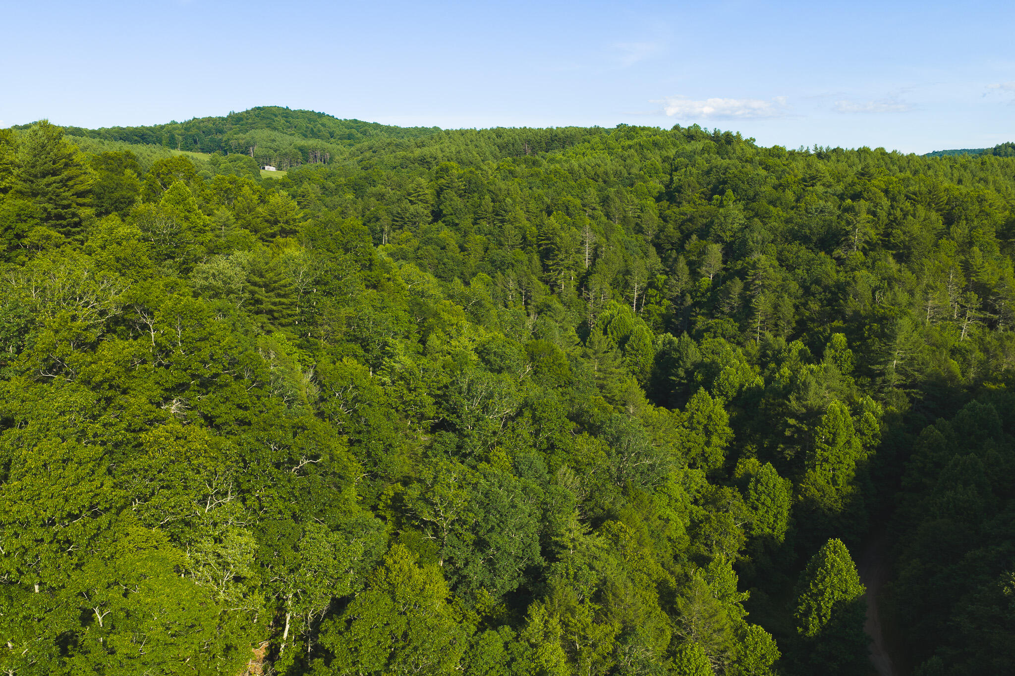 Tbd Sawmill Hill Road Northwest Willis, VA 24380 - Photo 11 of 40 a view of a lush green forest with a houses