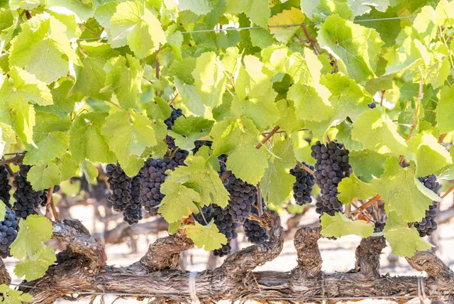 $695,000 | 3000 River Road, Windsor, CA 95492