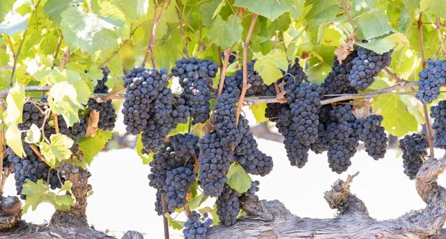 $695,000 | 3000 River Road, Windsor, CA 95492