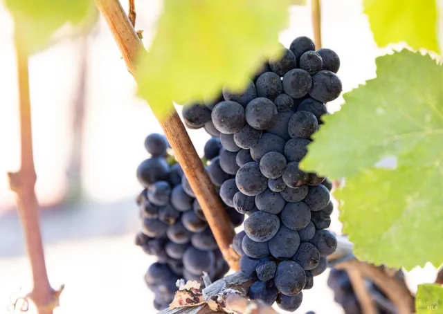 $695,000 | 3000 River Road, Windsor, CA 95492