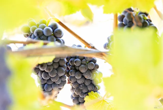 $695,000 | 3000 River Road, Windsor, CA 95492