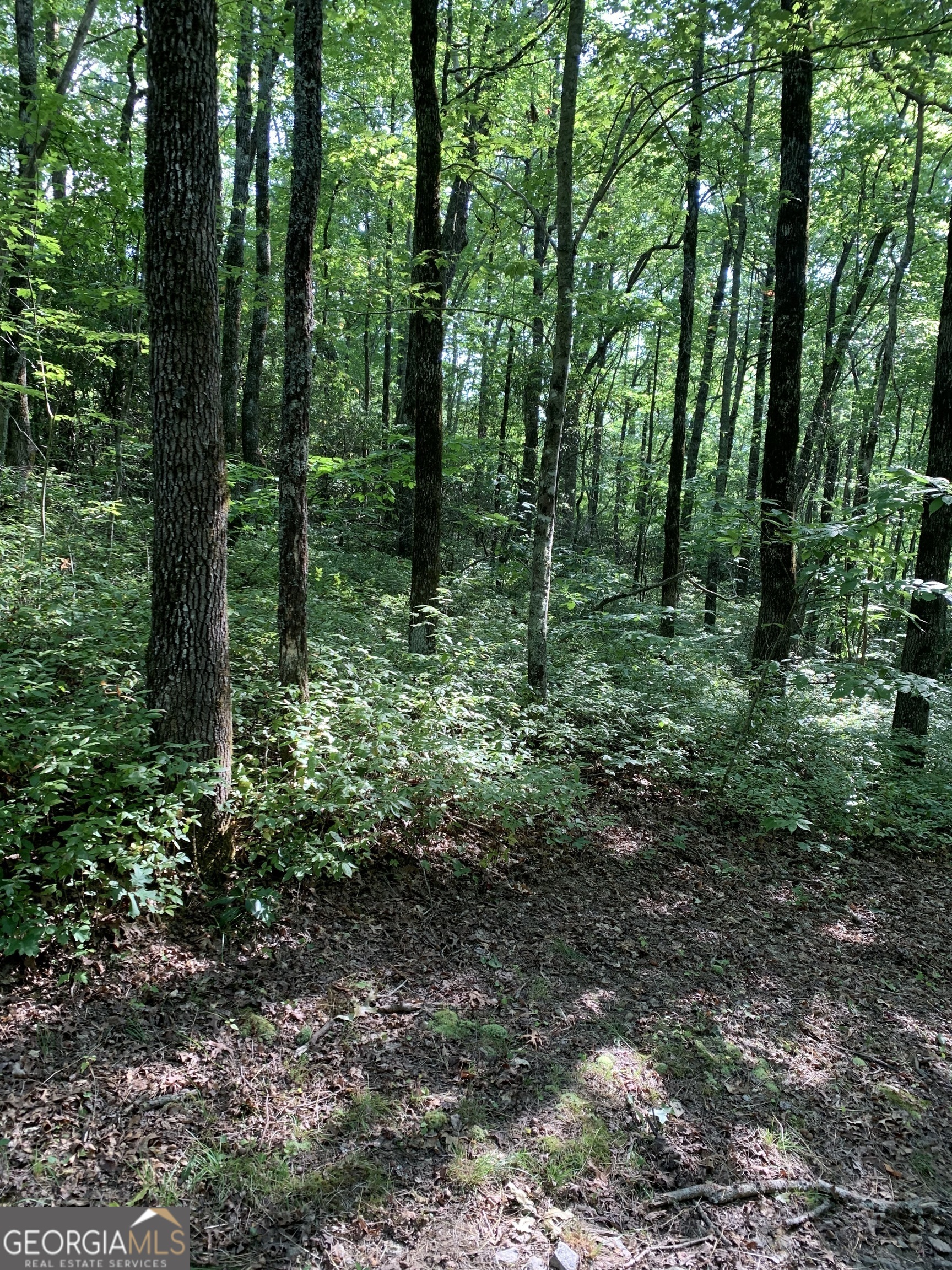 0 Maple Leaf Drive, Unit TRACT 6 Dillard, GA 30537 - Photo 3 of 5
