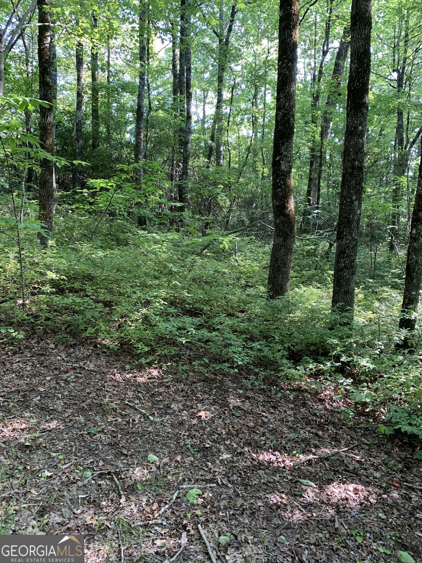 0 Maple Leaf Drive, Unit TRACT 6 Dillard, GA 30537 - Photo 4 of 5
