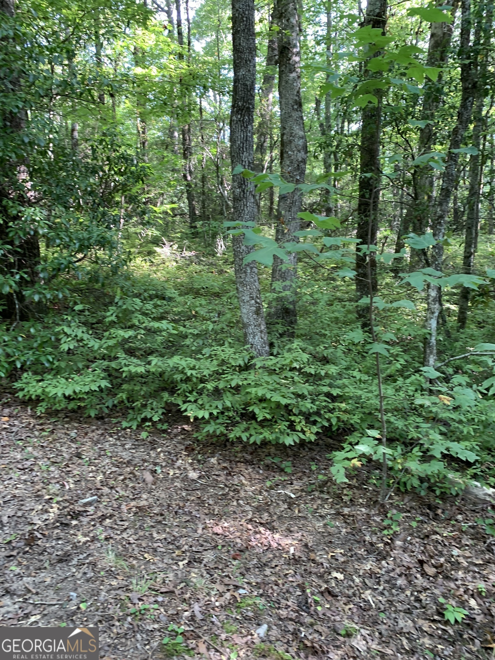 0 Maple Leaf Drive, Unit TRACT 6 Dillard, GA 30537 - Photo 5 of 5