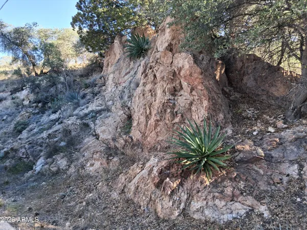 a view of a yard with a tree