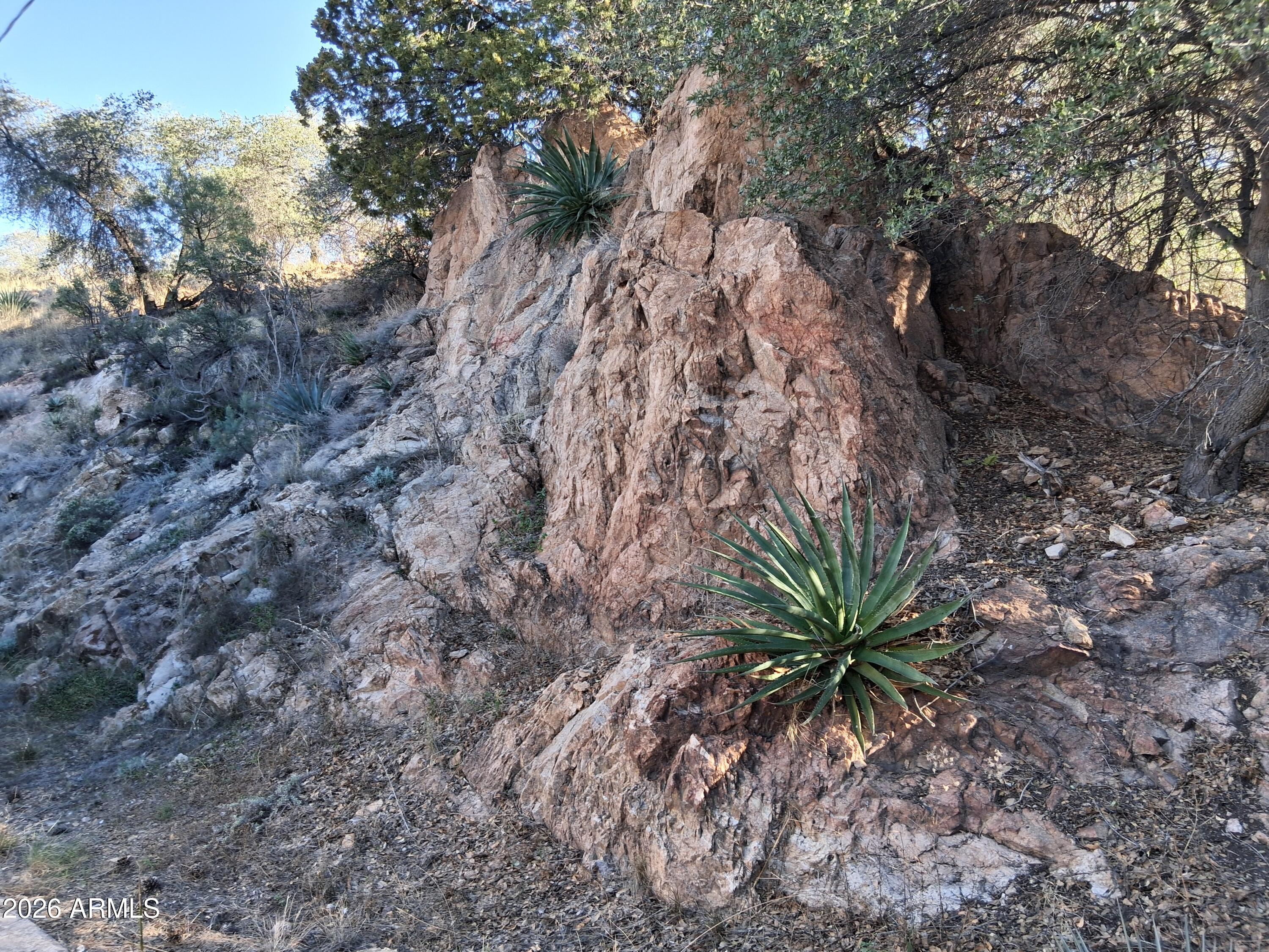 1589 Highway 80 Bisbee, AZ 85603 - Photo 15 of 18 a view of a plants with a tree