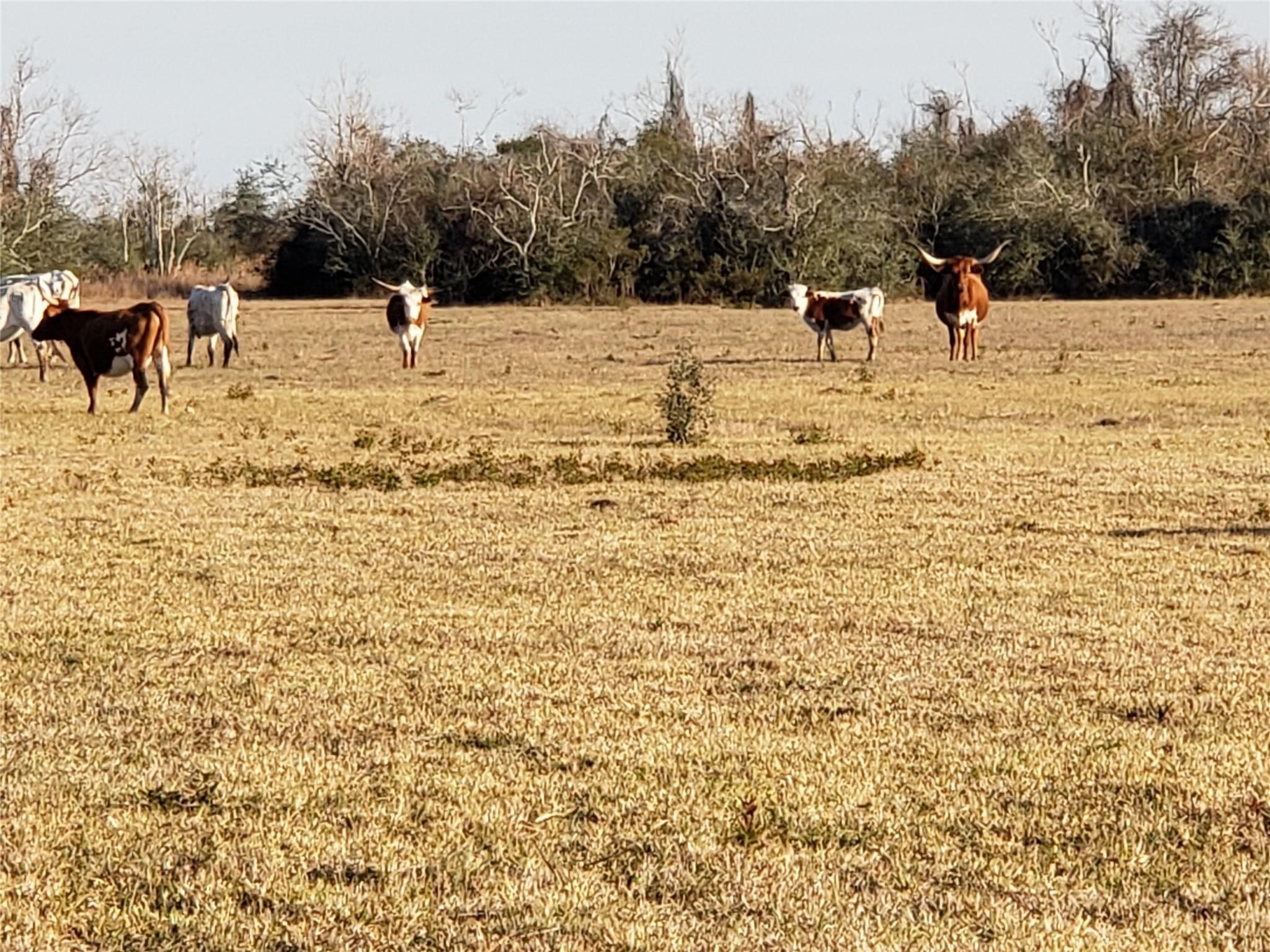 8500 Fm-2004 Santa Fe, TX 77510 - Photo 3 of 9