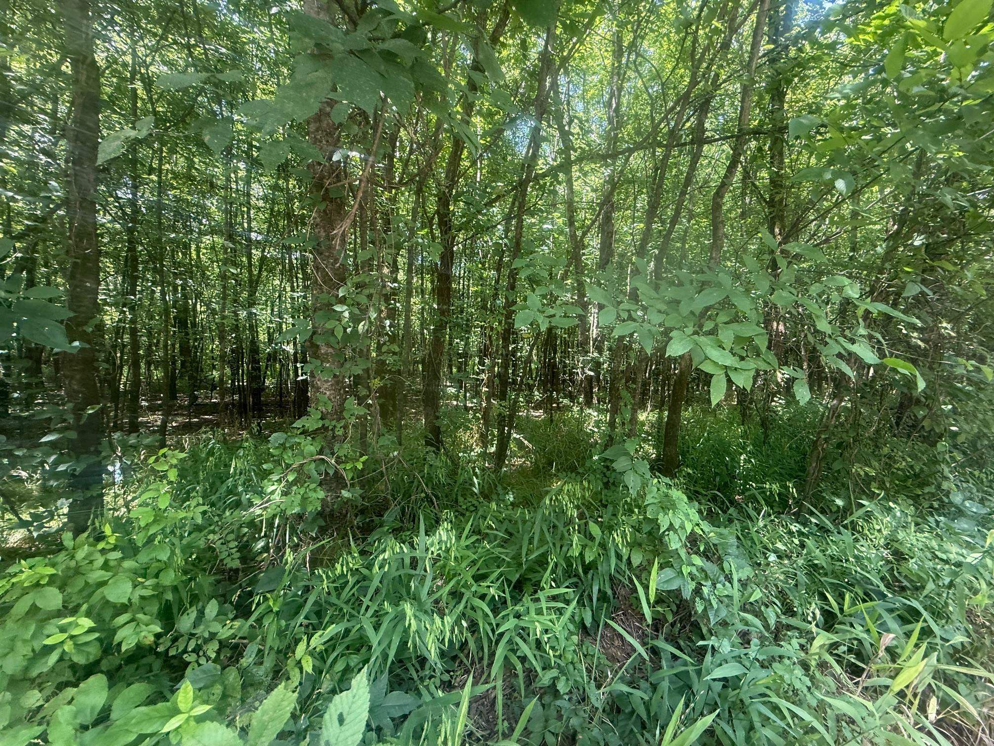 6 Coffee Landing Road Adamsville, TN 38310 - Photo 5 of 14 View of nature