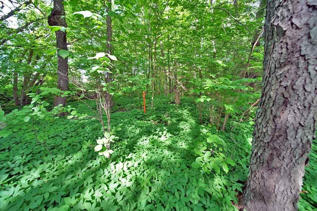 33 Maple Street Houlton, ME 04730 - Photo 8 of 80 woods-privacy-barrier-me-ho