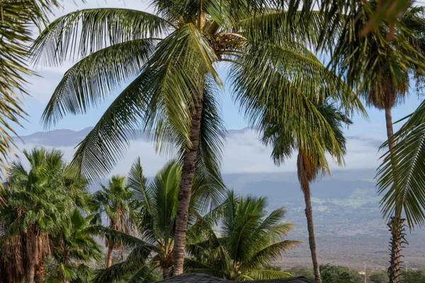 a view of a palm tree with a palm plant