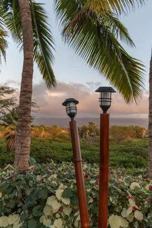 a view of a yard with a palm tree