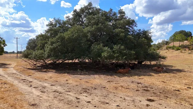 a view of a yard with trees
