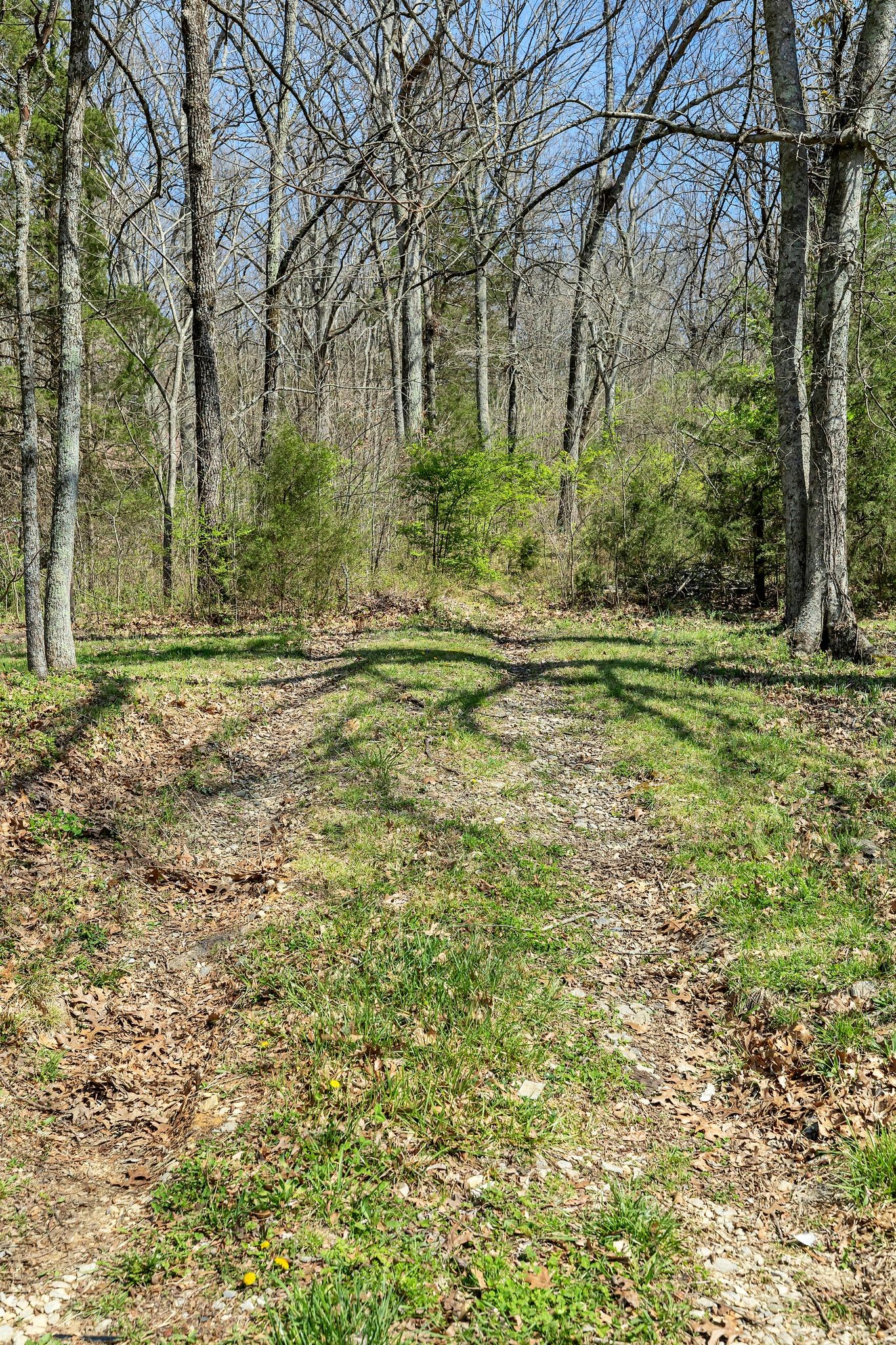 1830 Popes Chapel Road Thompson's Station, TN 37179 - Photo 39 of 53 a yard with trees in the background