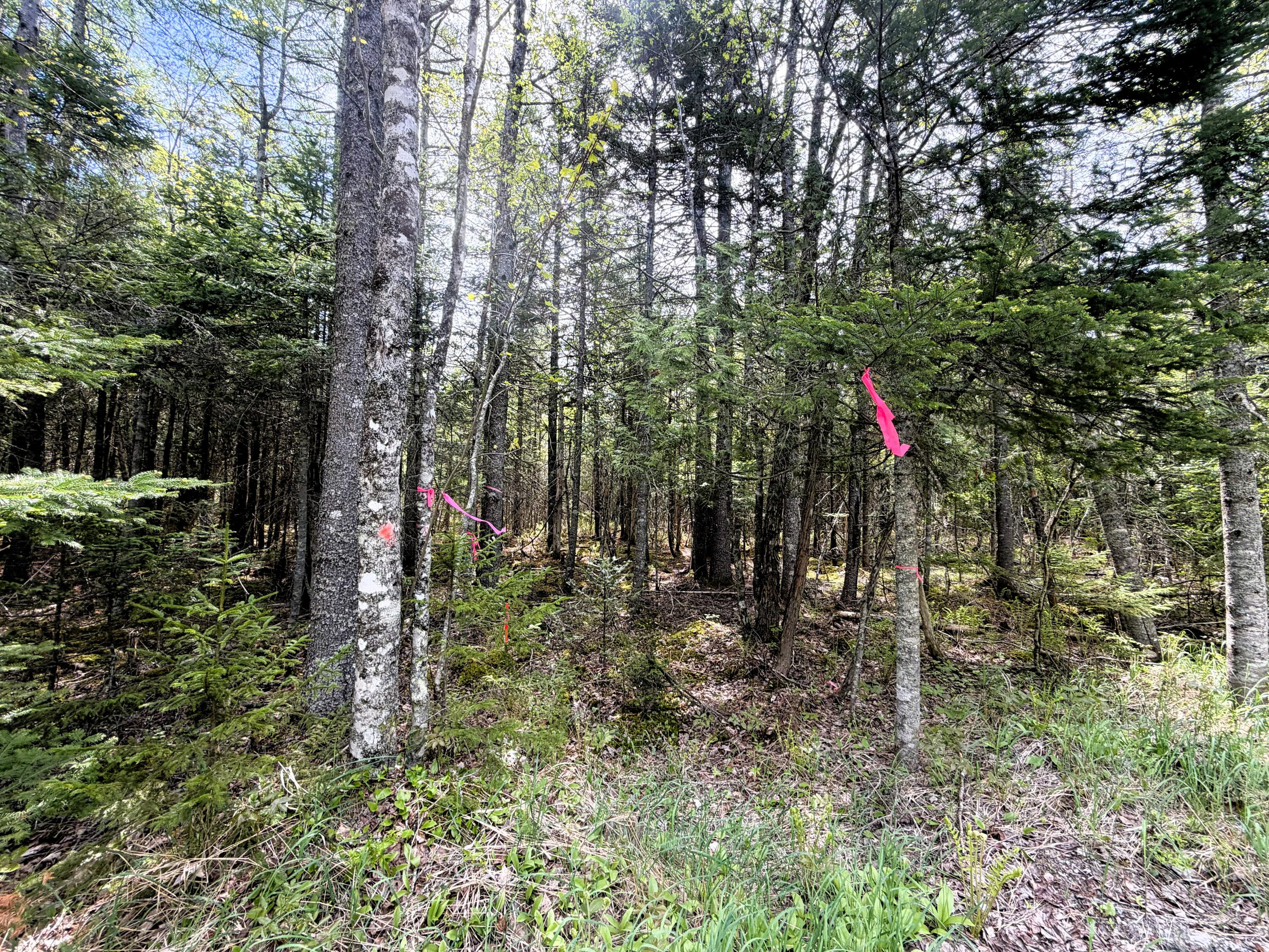 59 High Head Road East Machias, ME 04630 - Photo 5 of 11 59 HIGH HEAD RD 1