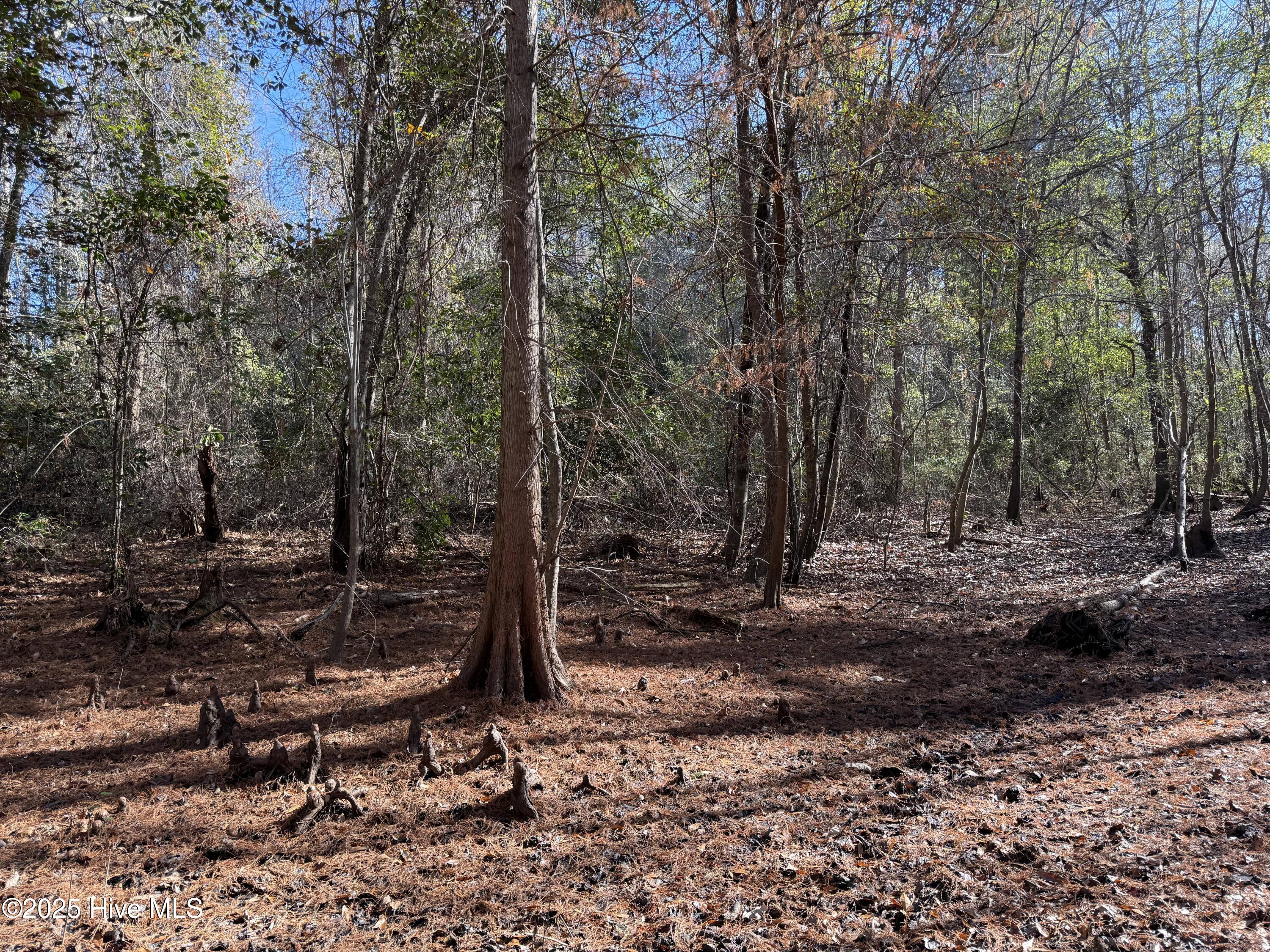 0 Macedonia Church Road Evergreen, NC 28438 - Photo 32 of 34 Image 32