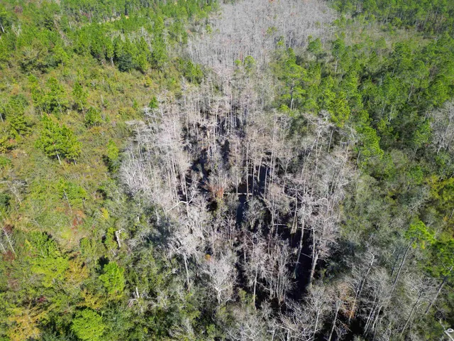 $300,000 | 0 Southwest County Road 12 Road, Bristol, FL 32321