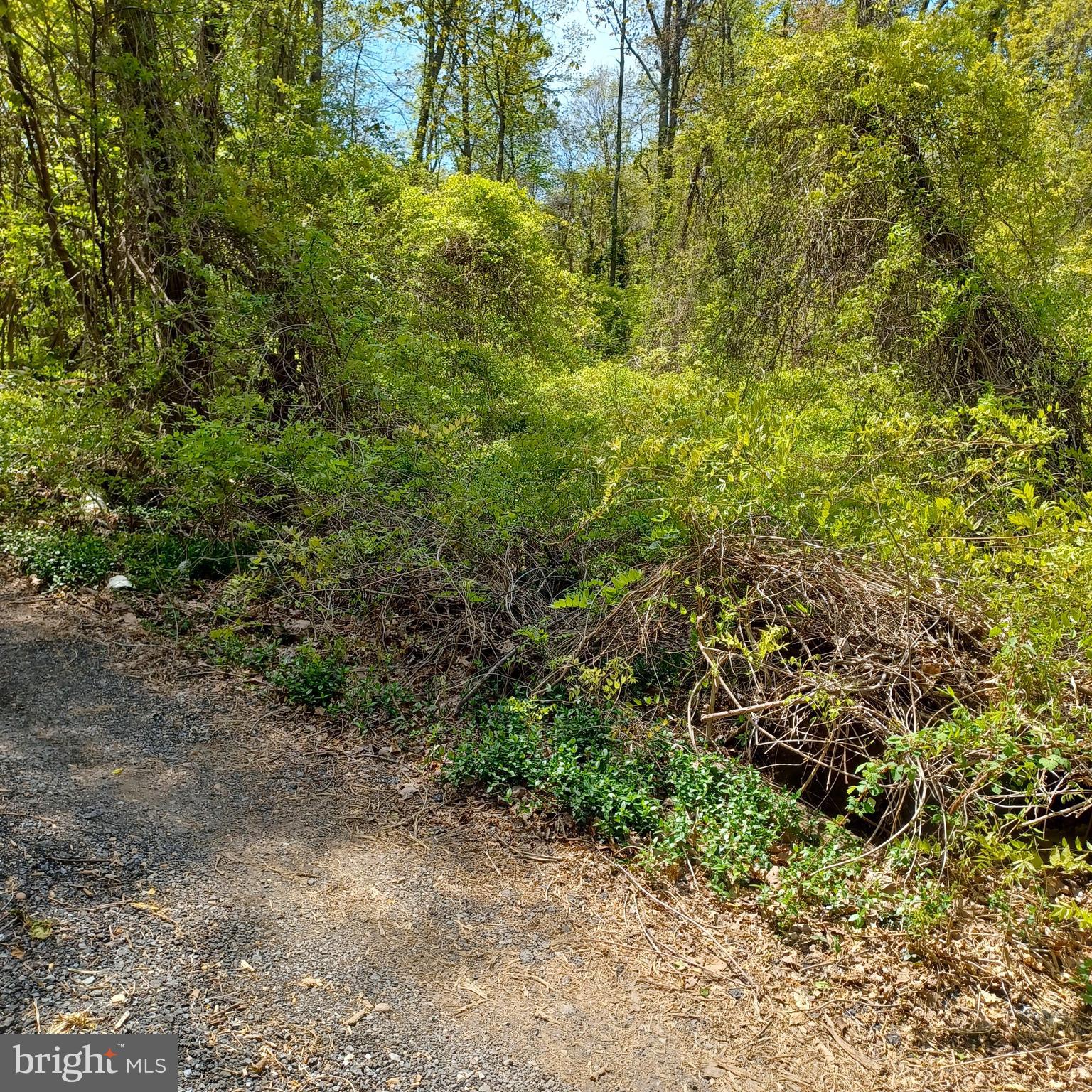 Riverdale Road Lanham, MD 20706 - Photo 4 of 5 a view of a forest with plants and trees