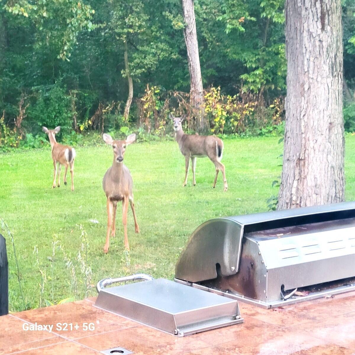 9083 Taylor Road Orient, OH 43146 - Photo 14 of 93 View of deer from kitchen