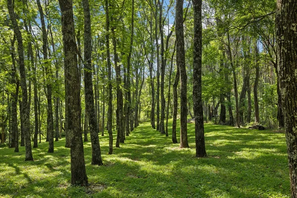 $3,300,000 | 6633 Pinkston Road, College Grove, TN 37046