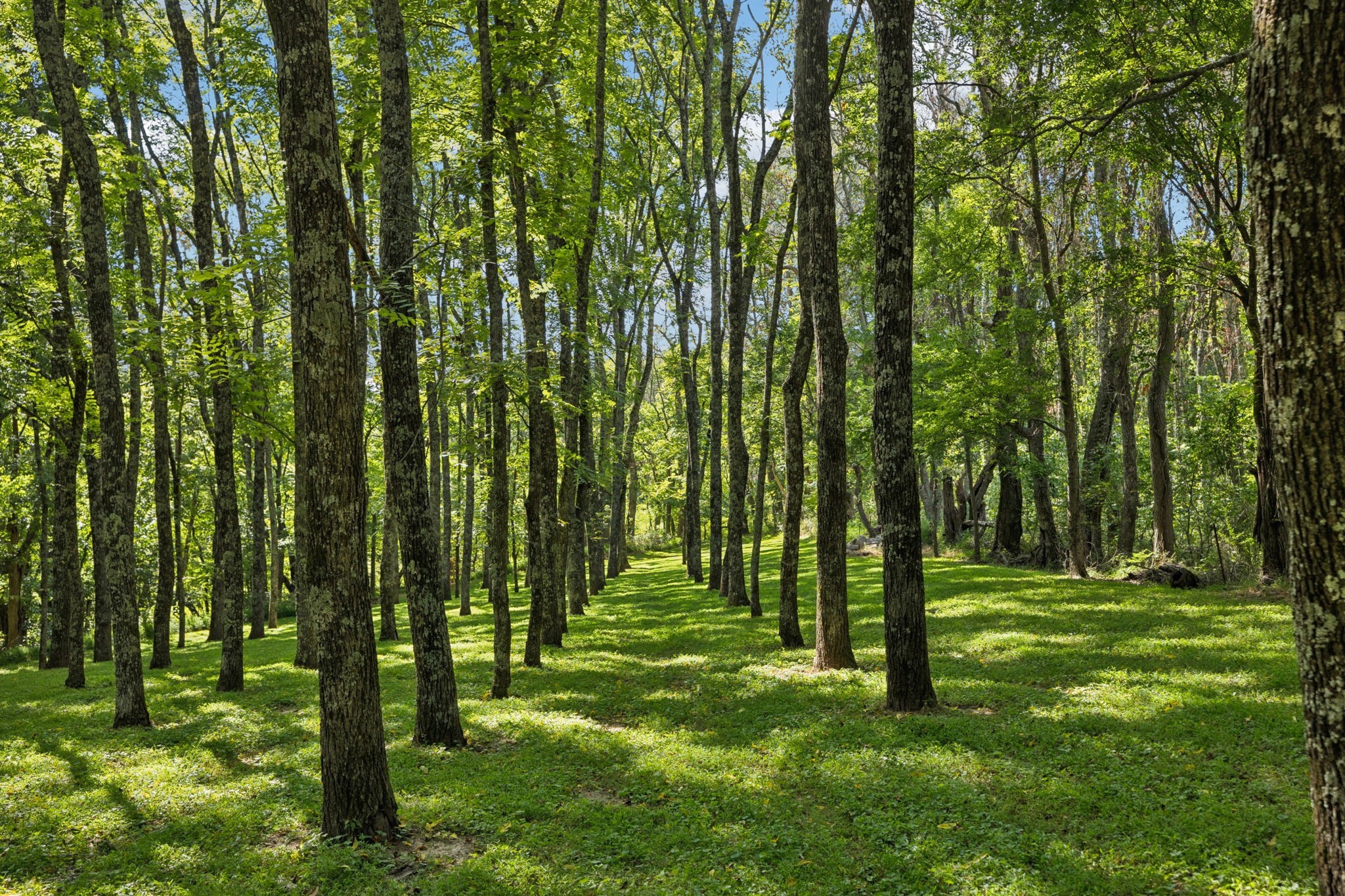 6633 Pinkston Road College Grove, TN 37046 - Photo 59 of 78