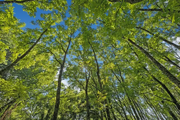 $3,300,000 | 6633 Pinkston Road, College Grove, TN 37046