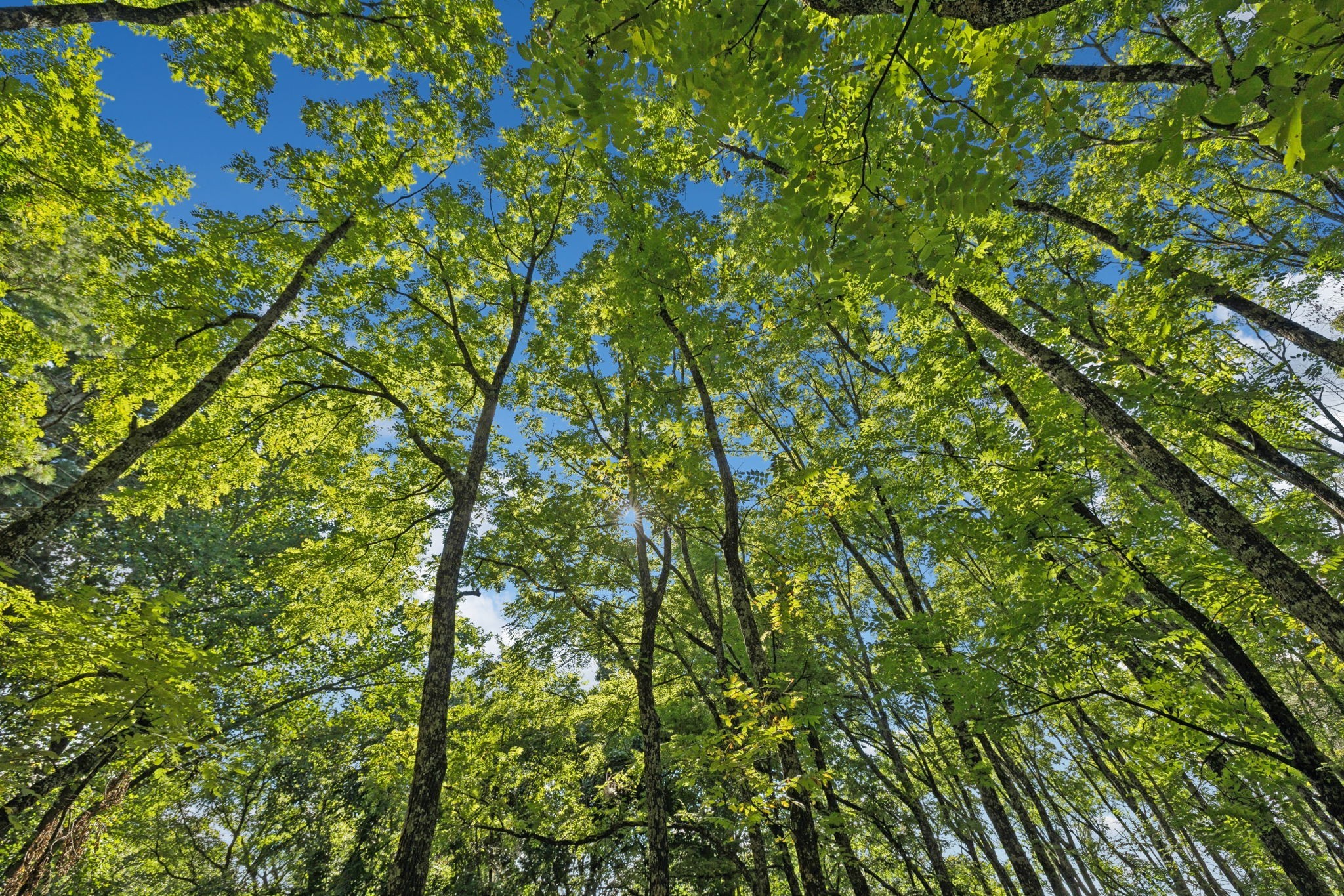 6633 Pinkston Road College Grove, TN 37046 - Photo 60 of 78 a view of a tree