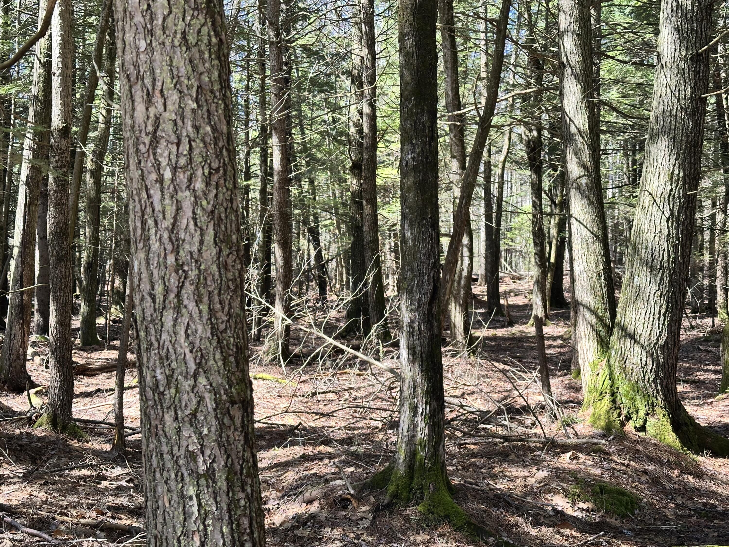 218 Plummer Road Richmond, ME 04357 - Photo 27 of 34 woods