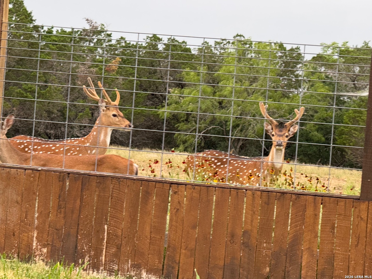 29739 Elkhorn Ridge Fair Oaks Ranch, TX 78015 - Photo 42 of 48