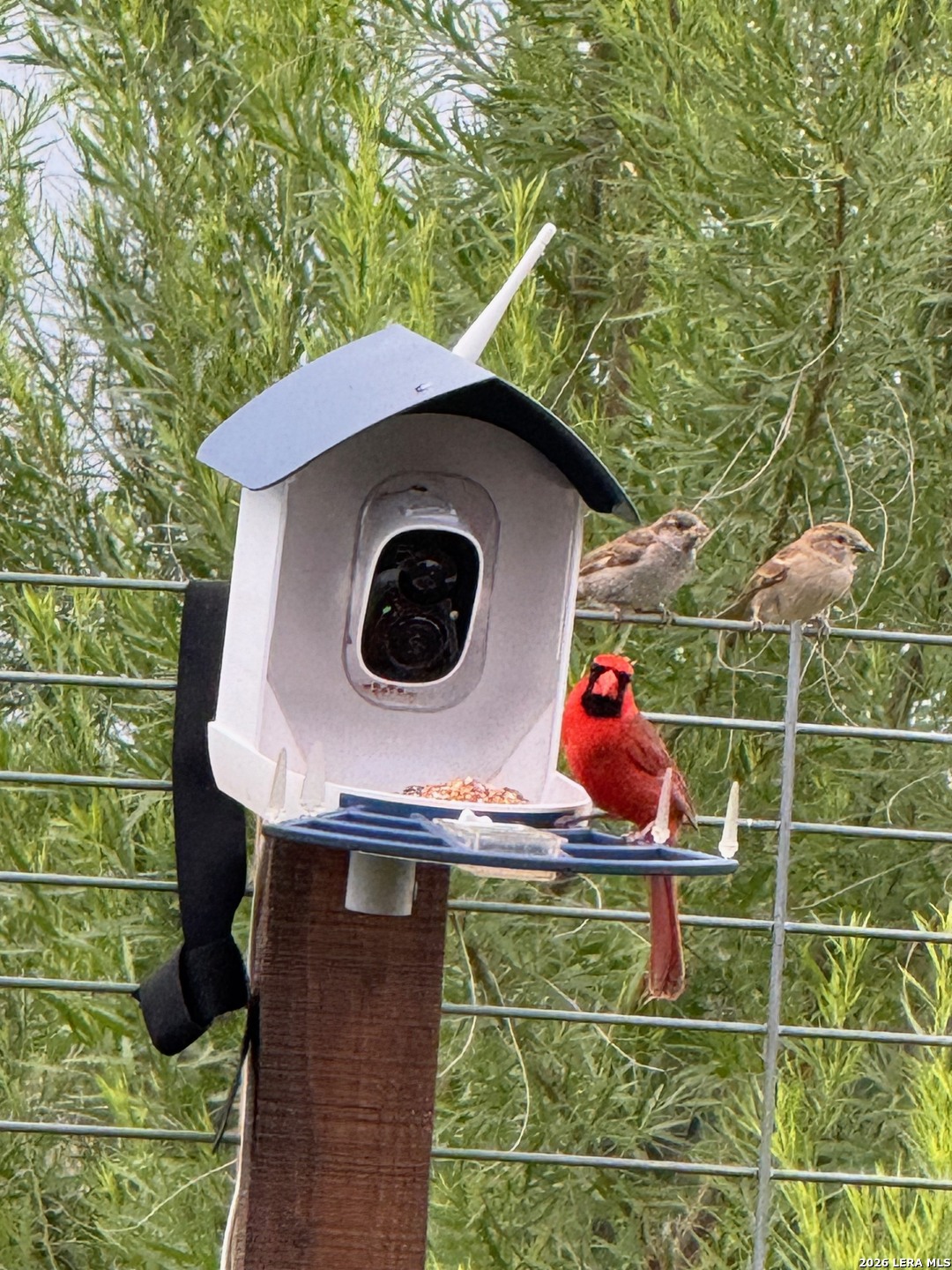 29739 Elkhorn Ridge Fair Oaks Ranch, TX 78015 - Photo 44 of 48