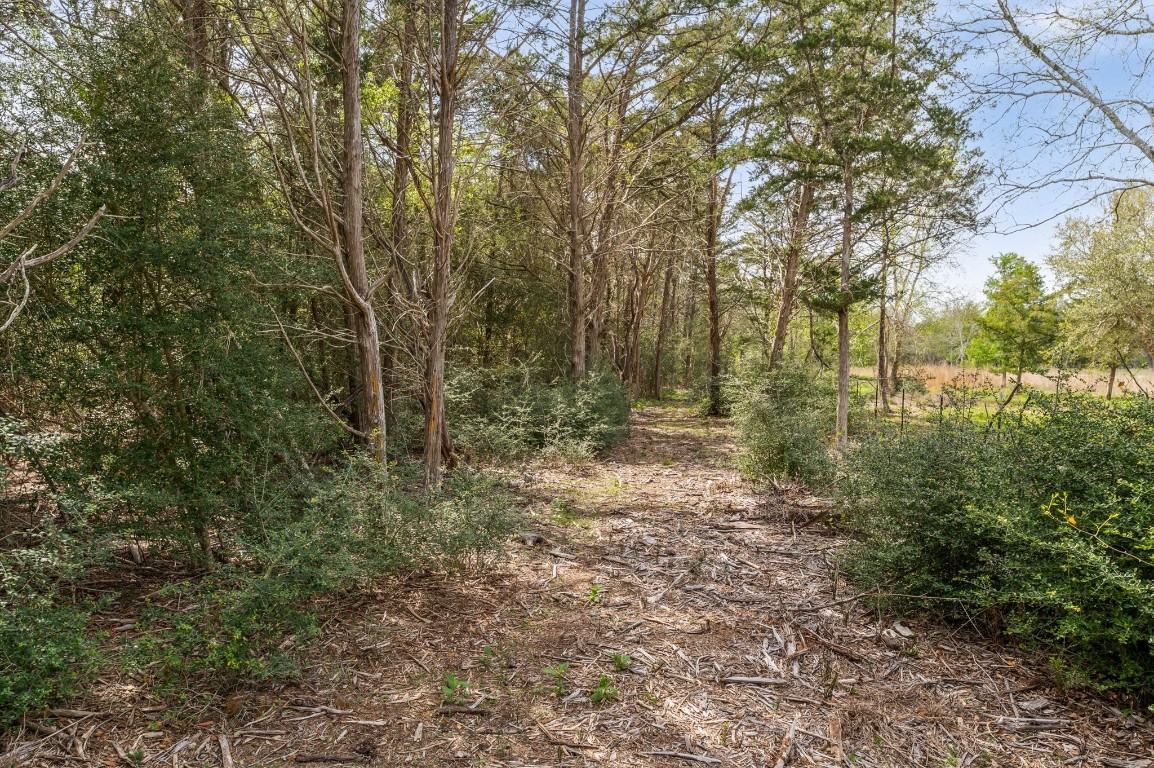 1221 Abel Road New Ulm, TX 78950 - Photo 6 of 15 a view of a forest with trees in the background