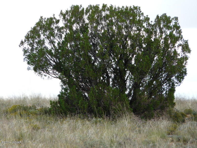 Ccr Unit 3 Ccr Heber, AZ 85928 - Photo 4 of 5